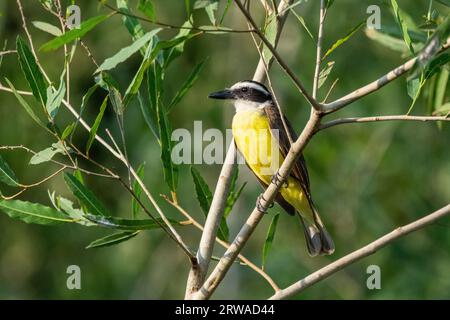 Belle vue sur Greag Kiskadee (Pitangus sulfuratus) Banque D'Images