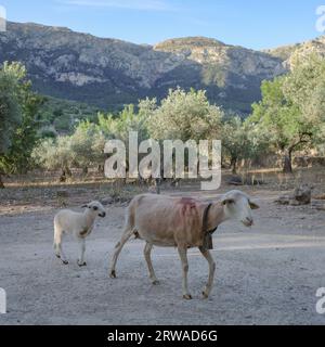 Majorque, Espagne - 12 juin 2023 : mère chèvre avec enfant dans la Serra de Tramuntana, Majorque Banque D'Images