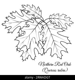 Rameau d'arbre de chêne rouge du Nord avec des feuilles, illustration vectorielle. Page de livre de coloriage. Illustration de Vecteur
