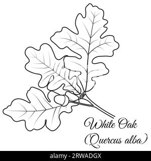 Brindille d'arbre de chêne blanc avec des feuilles, gland, illustration vectorielle. Page de livre de coloriage. Illustration de Vecteur
