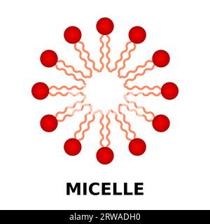 Structure micellaire avec tête hydrophile et queues hydrophobes. Agrégat de molécules lipidiques amphipathiques tensioactives. Phospholipide forme une cellule membranaire. Illustration de Vecteur