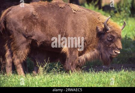 Pologne - le bison d'Europe (Bos bonasus), également connu sous le nom de sage, vit dans certaines parties de la forêt de Białowieża. Banque D'Images