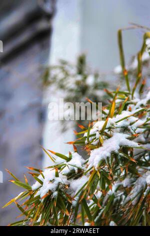 Explorez la beauté enchanteresse des divers paysages de neige à travers la Chine, où chaque vue raconte une histoire unique de l'attrait de l'hiver Banque D'Images