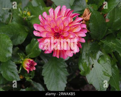 Gros plan de la fleur rose et orange d'une plante compacte Dahlia grandalia 'Sunrise' dans un jardin britannique, ses feuilles et pétales mouillés par la pluie Banque D'Images