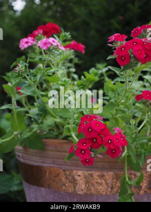 Gros plan des fleurs annuelles Phlox drummondii grandiflora 'Brilliant' et 'coccinea' poussant dans un pot en terre cuite avec du ruban de cuivre pour dissuader les limaces Banque D'Images