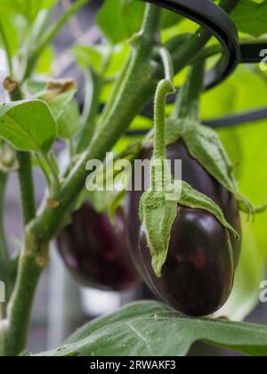 Une aubergine greffée 'Scorpio F1' (Solanum melongena) cultivant des légumes mûrs dans une serre en été au Royaume-Uni Banque D'Images