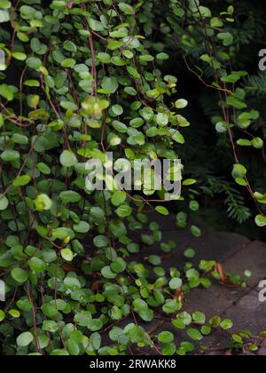 Gros plan de Muehlenbeckia complexa 'Minero' (vigne de maidenhair), un pot de remplissage descendant et grimpant cultivé pour son feuillage de petites feuilles vert foncé Banque D'Images