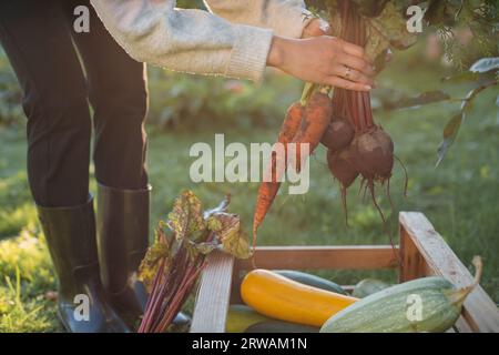 Femme debout dans le jardin mettant des légumes fraîchement cueillis dans une caisse, Biélorussie Banque D'Images