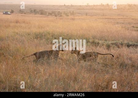 Lion dans Masai Mara National Reserve Kenya Africa prise par sony a6300 Banque D'Images