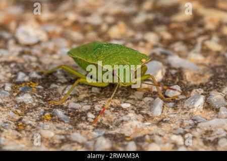 Nezara viridula, Bug du Bouclier vert du sud Banque D'Images