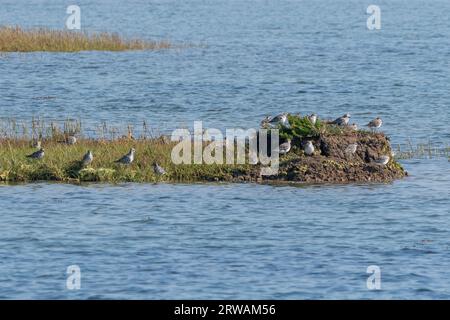 Pluvialis squatarola (Pluvialis squatarola), groupe d'oiseaux sur le bord de la mer dans la réserve naturelle de Farlington Marshes, un estuaire sablonneux dans le Hampshire, Angleterre, Royaume-Uni Banque D'Images