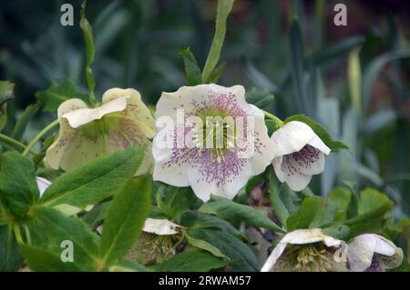 Crème aux taches violettes hellebore (Lenten Rose) 'Helleborus × hybriduss' Flowers Grown in a Border at RHS Garden Harlow Carr, Harrogate, Yorkshire. Banque D'Images