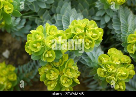 Myrtle Spurge 'Euphorbia Myrsinites' fleurs cultivées dans un creux de pierre par la Maison Alpine à RHS Garden Harlow Carr, Harrogate, Yorkshire, Angleterre, Royaume-Uni Banque D'Images