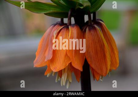 Fritillaire impériale de la couronne orange (Fritillaria imperialis) cultivée dans une bordure florale à RHS Garden Harlow Carr, Harrogate, Yorkshire, Angleterre, Royaume-Uni Banque D'Images