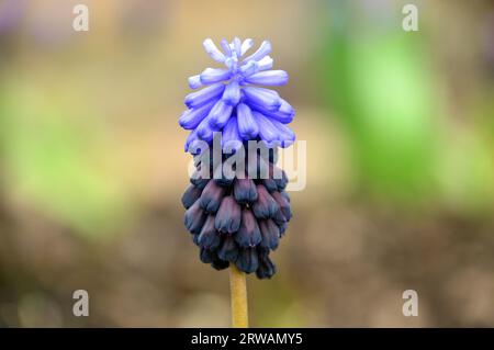 Simple bleu bicolore Muscari Azureum 'Azure Grape Hyacinth' cultivé dans une bordure florale à RHS Garden Harlow Carr, Harrogate, Yorkshire, Angleterre, Royaume-Uni Banque D'Images