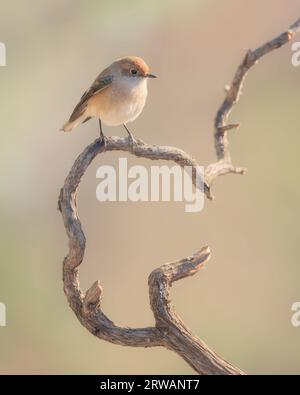 Femelle rouge-rouge (Petroica goodenovii) perchée sur une branche, parc national des Vulkathunha-Gammon Ranges, Australie méridionale, Australie Banque D'Images