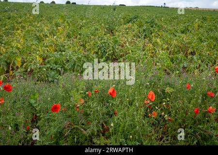 Terres agricoles rurales avec bordure de champs de fleurs sauvages, y compris des coquelicots rouges le 7 août 2023 près de Wolverly, Royaume-Uni. C'est un paysage anglais maintenant plus commun où les champs agricoles ont des bords sauvages conçus pour attirer et augmenter la faune tout en réduisant l'utilisation des pesticides. En écologie, les effets de lisière sont des changements dans les structures de population ou de communauté qui se produisent à la limite de deux habitats ou plus. Les zones avec de petits fragments d’habitat présentent des effets de bordure particulièrement prononcés qui peuvent s’étendre à l’ensemble de l’aire de répartition. À mesure que les effets de lisière augmentent, l’habitat limite permet une plus grande biotide Banque D'Images