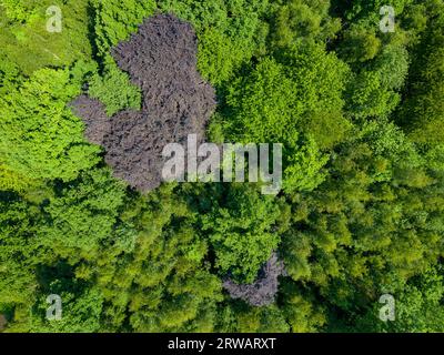 L'art de la nature vu d'en haut. Cette perspective aérienne captivante met en valeur une canopée forestière luxuriante dans des tons de vert frais. Au milieu de la mer de vert, deux arbres distinctifs se distinguent avec des feuilles rouge foncé, créant un contraste saisissant qui incarne la beauté du monde naturel. Canopée forestière vibrante, vue aérienne. Photo de haute qualité Banque D'Images