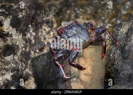 Crabe rouge de roche de l'Atlantique (Grapsus adscensionis) jeune animal avec début de tourner au rouge sur une pierre - Fuerteventura Banque D'Images