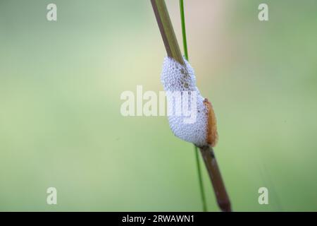 Cucoo Spit, un liquide mousseux blanc sécrété par les nymphes d'un bugs suceur de sève (froghopper) s. Ils sont également connus sous le nom de spittlebugs. Mousse blanche sur herbe. Banque D'Images