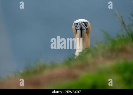 Le Gannet du Nord (Morus bassanus) | falaises de Bempton de la RSPB | le visage d'un Gannet apparaissant derrière un banc d'herbe Banque D'Images