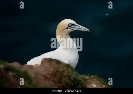 Le Gannet du Nord (Morus bassanus) assis près d'un nid dans la colonie de Gannet aux falaises de Bempton de la RSPB Banque D'Images