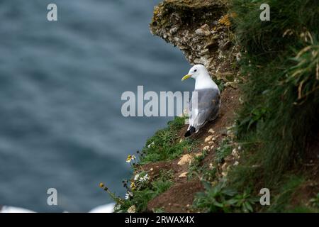 Rissa tridactyla ou kittiwake à pattes noires perché sur une falaise de la réserve RSPB de Bempton Cliffs, Royaume-Uni. Une petite espèce de mouette, un oiseau côtier. Banque D'Images