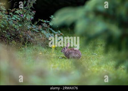 Lapin européen (Oryctolagus cuniculus) assis dans un champ d'herbe / jardin entouré de buissons et d'arbres ronflés, à Sheffield, Royaume-Uni. Banque D'Images