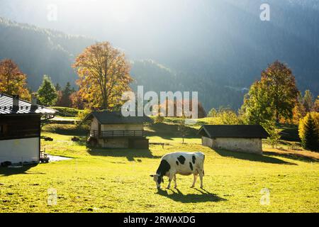 Vache dans les Alpes Dolomites italiennes à l'heure d'été. Piereni in Val Canali, parc naturel de Paneveggio, Trentin, Dolomites, Italie. Photographie de paysage Banque D'Images