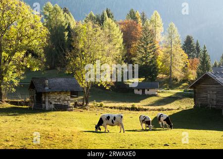 Vaches dans les Alpes Dolomites italiennes à l'heure d'été. Piereni in Val Canali, parc naturel de Paneveggio, Trentin, Dolomites, Italie. Photographie de paysage Banque D'Images