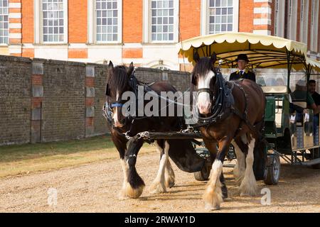 Paire de chevaux Shire tirant une calèche touristique de touristes autour du terrain de (Sir Christopher Wren's front sud est en arrière-plan) Hampton court Palace, Londres Royaume-Uni (135). Banque D'Images