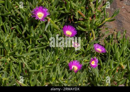 Fleurs roses d'une fleur de porc hottentot, également appelée Carpobrotus edulis, plante de glace, ou visage de porc Banque D'Images