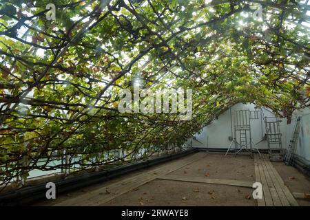 Le site de la Grande Vigne dans le jardin du palais de Hampton court à Richmond upon Thames, Londres. ROYAUME-UNI. C'est la plus grande vigne du monde. Le système racinaire est en dehors de la serre. (135) Banque D'Images