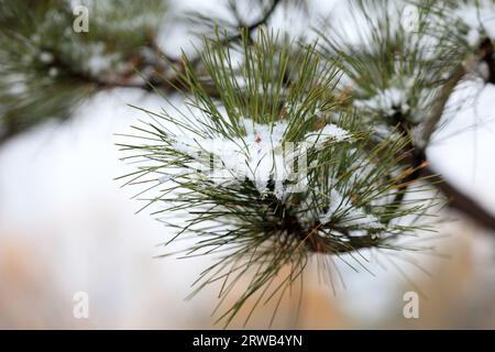 Pins sur la neige dans le parc, Chine du Nord Banque D'Images