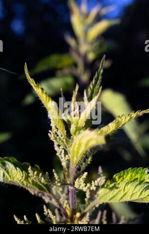 Ortie piquante (Urtica dioica) montrant détail de la fleur Banque D'Images