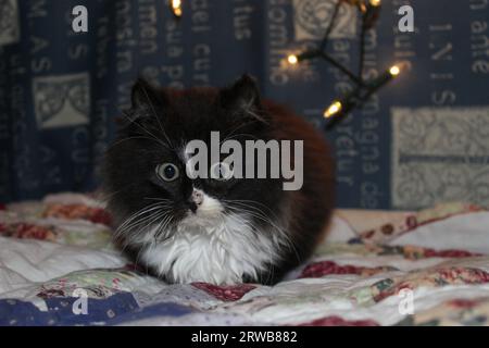 Un jeune chat moelleux regarde devant la caméra, les yeux larges. Ses pieds sont nichés en dessous. Une chaîne de lumières pend derrière elle. Banque D'Images