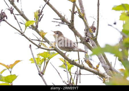 Grasshopper Paruline (Locustella naevia) Norfolk GB Royaume-Uni juillet 2023 Banque D'Images