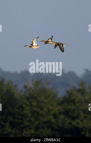 Garganey (Anas querquedula) volant avec Eurasian Teal (Anas crecca) Snettisham Norfolk septembre 2023 Banque D'Images