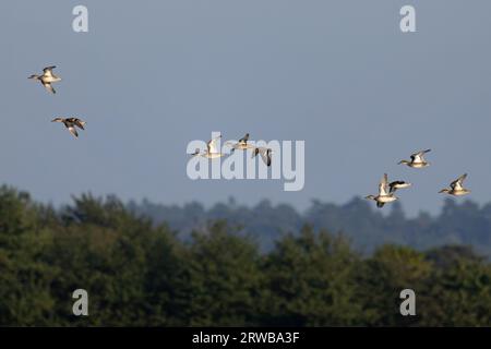 Garganey (Anas querquedula) volant avec Eurasian Teal (Anas crecca) Snettisham Norfolk septembre 2023 Banque D'Images