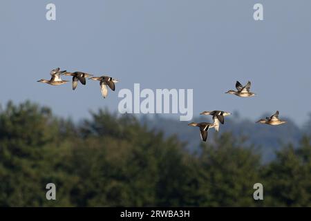 Garganey (Anas querquedula) volant avec Eurasian Teal (Anas crecca) Snettisham Norfolk septembre 2023 Banque D'Images