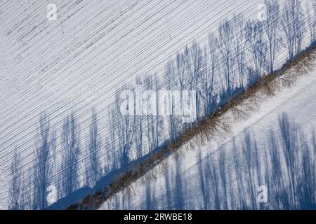 Vue aérienne de dessus des champs et des ombres des arbres sur la neige en hiver (Cerdanya, Catalogne, Espagne, Pyrénées) ESP Vista aérea cenital de campos nevados Banque D'Images
