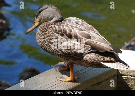 Beau canard colvert debout par le bord de l'eau sur le bois. Banque D'Images