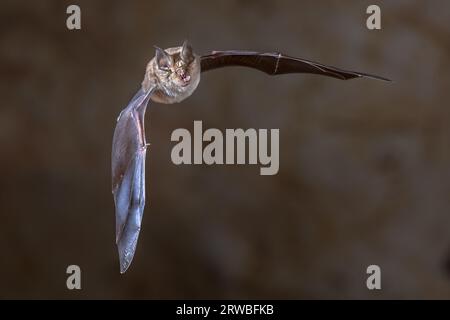 Grande batte en fer à cheval (Rhinolophus ferrumequinum) volant à l'intérieur d'une grotte de colonie dans les Pyrénées espagnoles, Aragon, Espagne.Avril. Banque D'Images