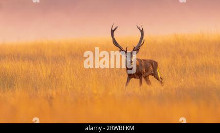 Cerf rouge mâle (Cervus elaphus) au coucher du soleil sur le parc national Hoge Veluwe. Le cerf rouge habite la plupart de l'Europe. Un animal mâle est caal a St Banque D'Images