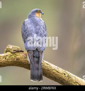 Le sparrowhawk d'Eurasie (Accipiter nisus), également connu sous le nom de sparrowhawk du nord ou simplement sparrowhawk, est un petit oiseau de proie de la famille des Accipi Banque D'Images