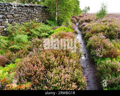 Le Nidderdale Way traverse des landes de bruyère au-dessus de guise Cliff près de Pateley Bridge Nidderdale North Yorkshire England Banque D'Images