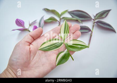 Un ensemble de tranches de plantes d'intérieur de tradescantia de différentes variétés. Colline jaune au premier plan. Banque D'Images