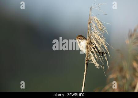 Un Reed Bunting dans la nature Banque D'Images