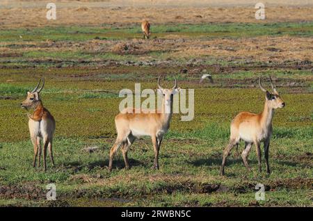 Le lechwe rouge est originaire d'Afrique australe, vivant et se nourrissant dans des zones humides marécageuses peu profondes. Banque D'Images