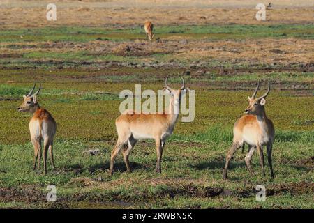 Le lechwe rouge est originaire d'Afrique australe, vivant et se nourrissant dans des zones humides marécageuses peu profondes. Banque D'Images